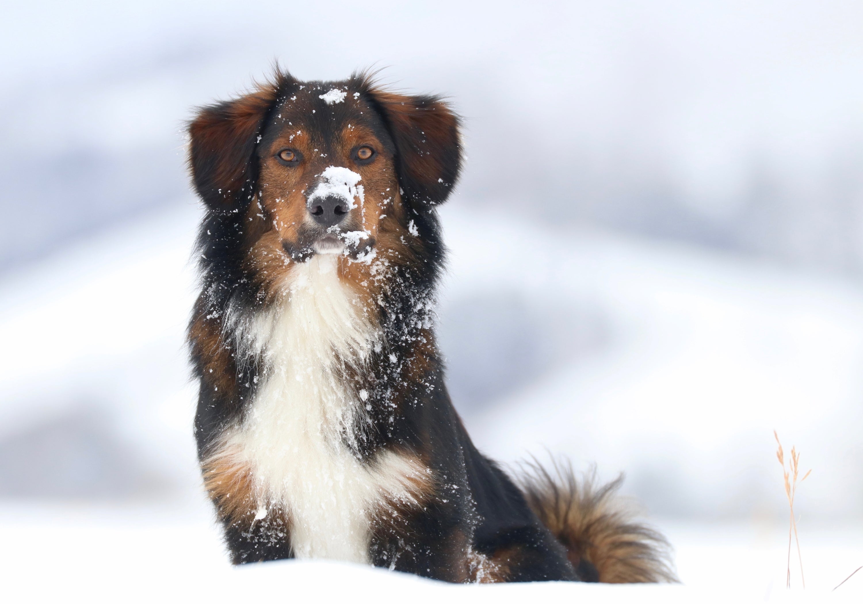 Wisdom Panel™ helps discover cause of blindness in English Shepherd Dogs