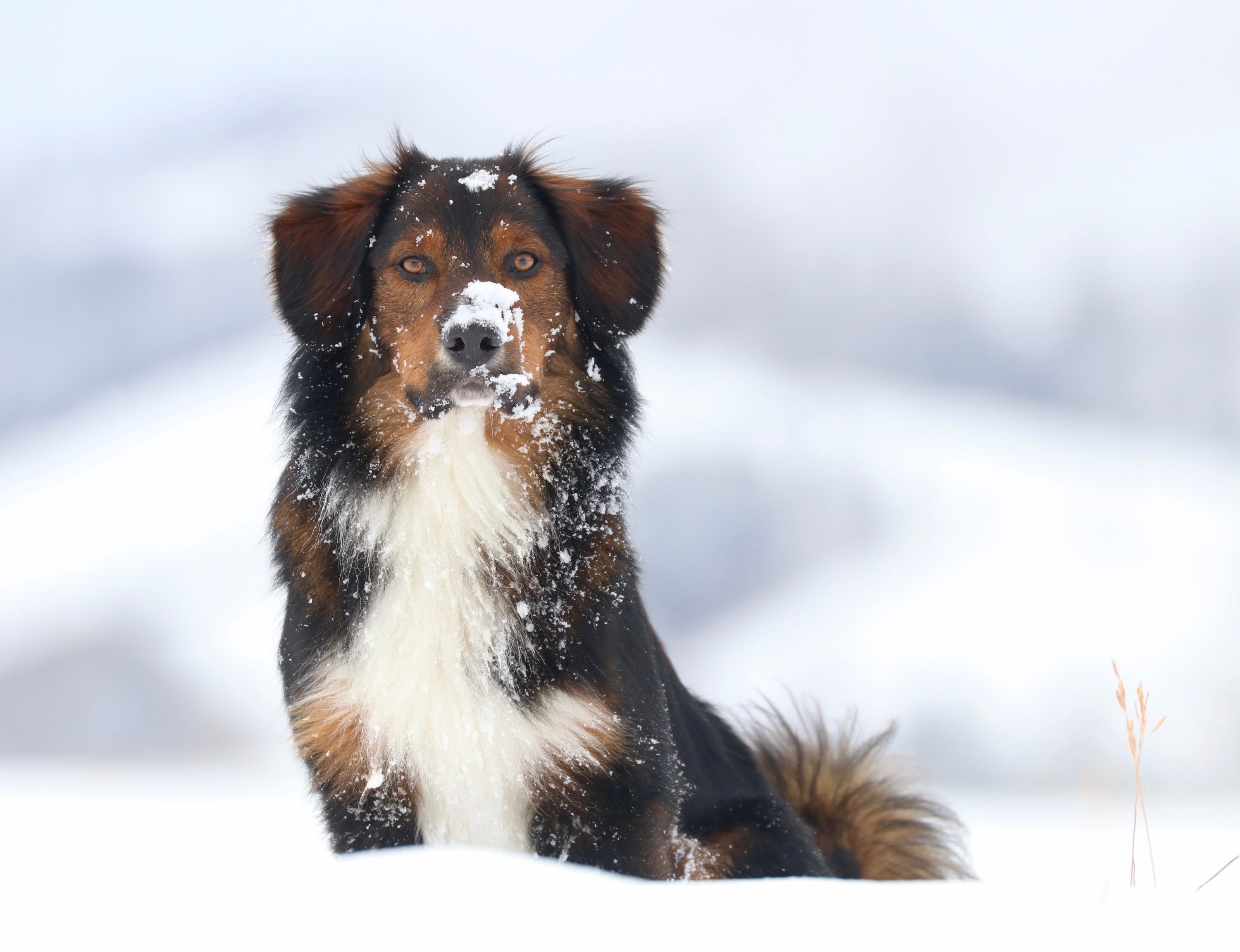 Wisdom Panel™ helps discover cause of blindness in English Shepherd Dogs