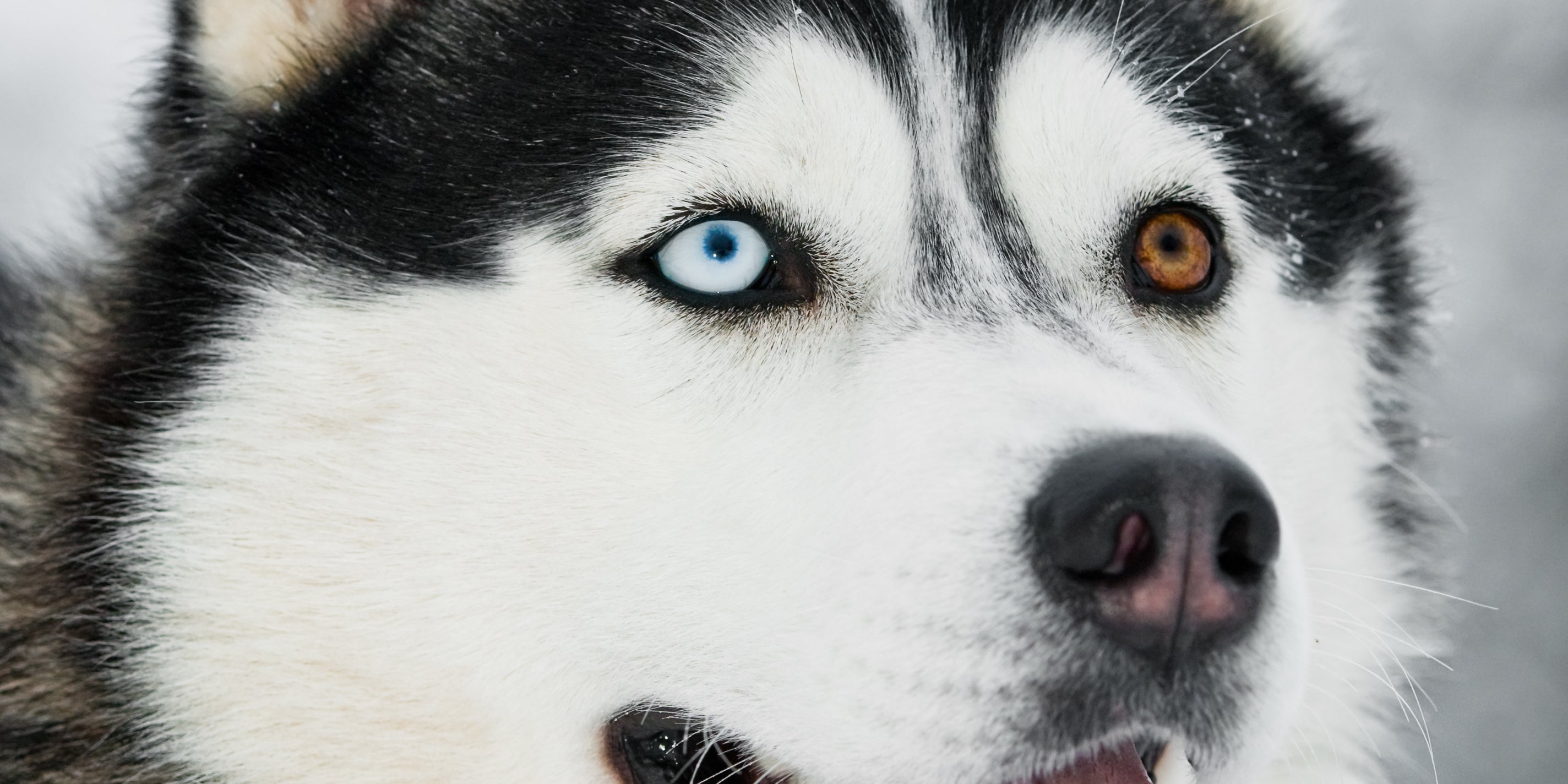 Siberian Husky with two coloured eyes (odd eyes)