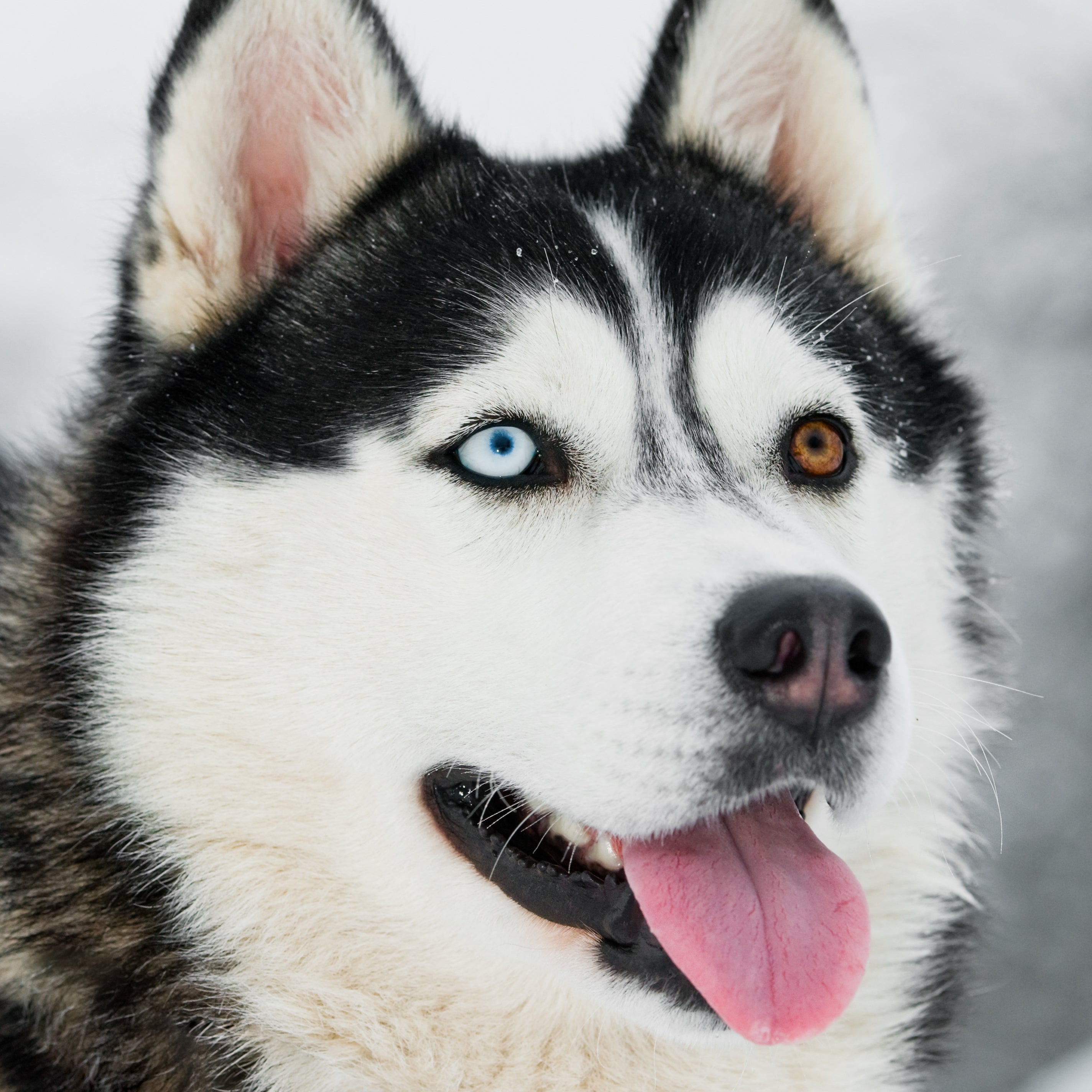 Siberian Husky with two coloured eyes (odd eyes)