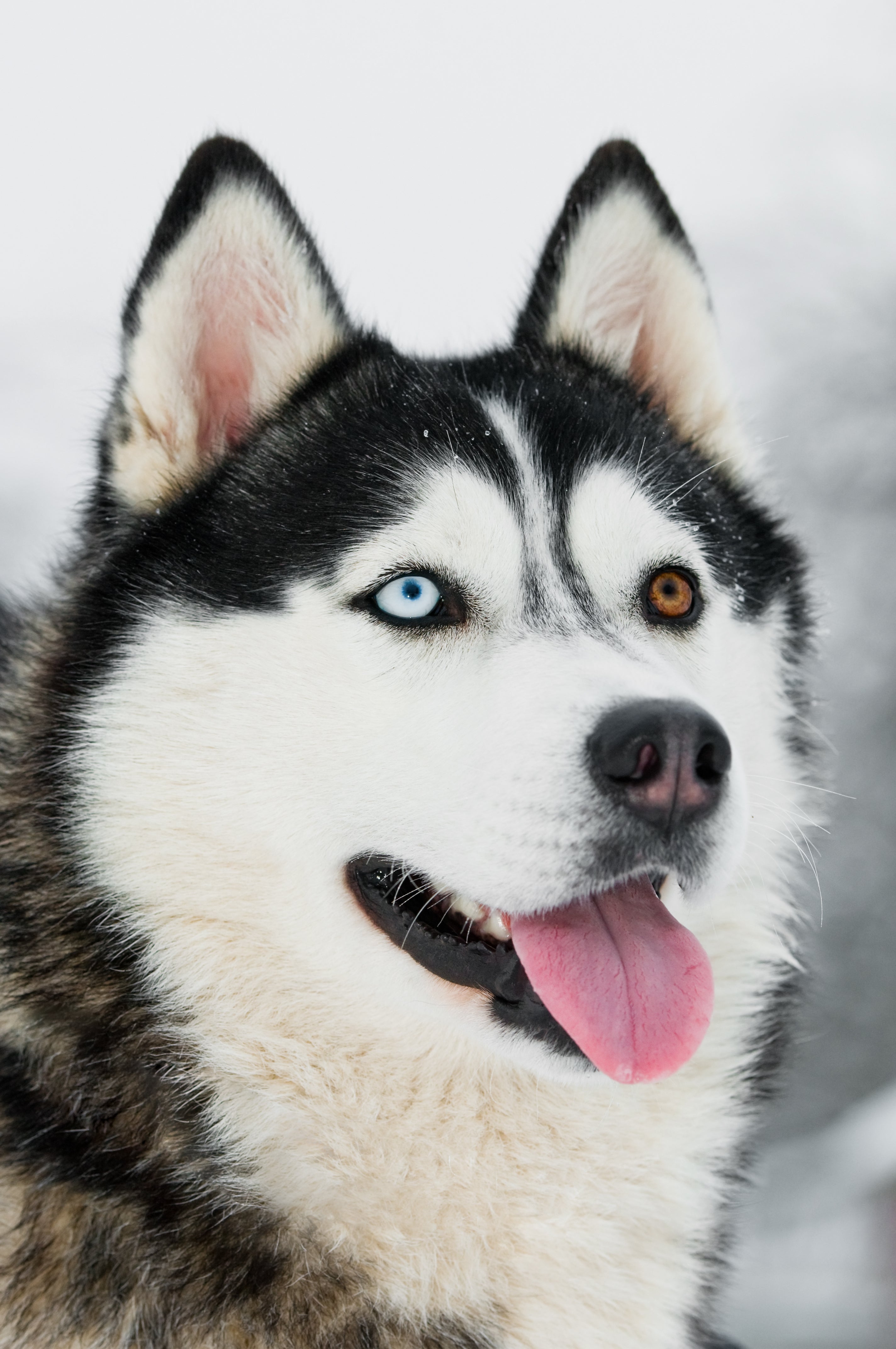 Siberian Husky with two coloured eyes (odd eyes)