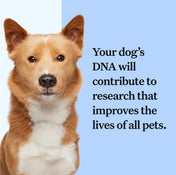 Wisdom Panel™ Essential - Pet Owner Kit