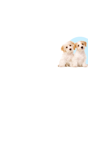 2025-05-04_MDD_Pet-Appreciation-Sale-2025_Hero_Mobile_MOCK_V1.png