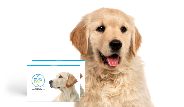 Golden retriever puppy with a product box featuring a dog illustration on a white background
