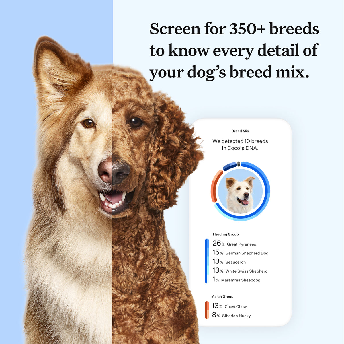 Wisdom Panel Example Wisdom Panel™ Essential - Pet Owner Kit – MyDogDNA