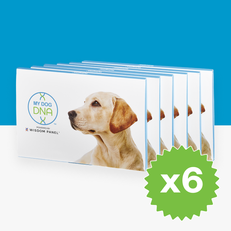 Understanding Dog Colour Genetics MyDogDNA understanding-dog-colour-genetics-mydogdna