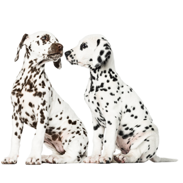 Dalmations.png