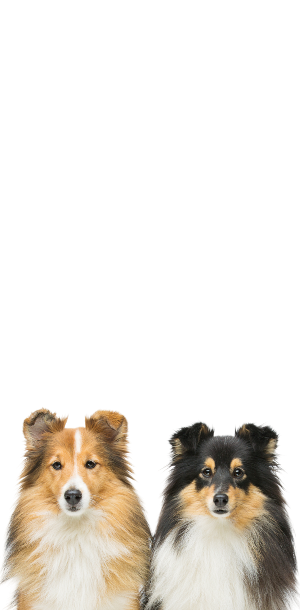 Product_MDD_b018d174-f808-4188-9b3b-6602c76d6225.png