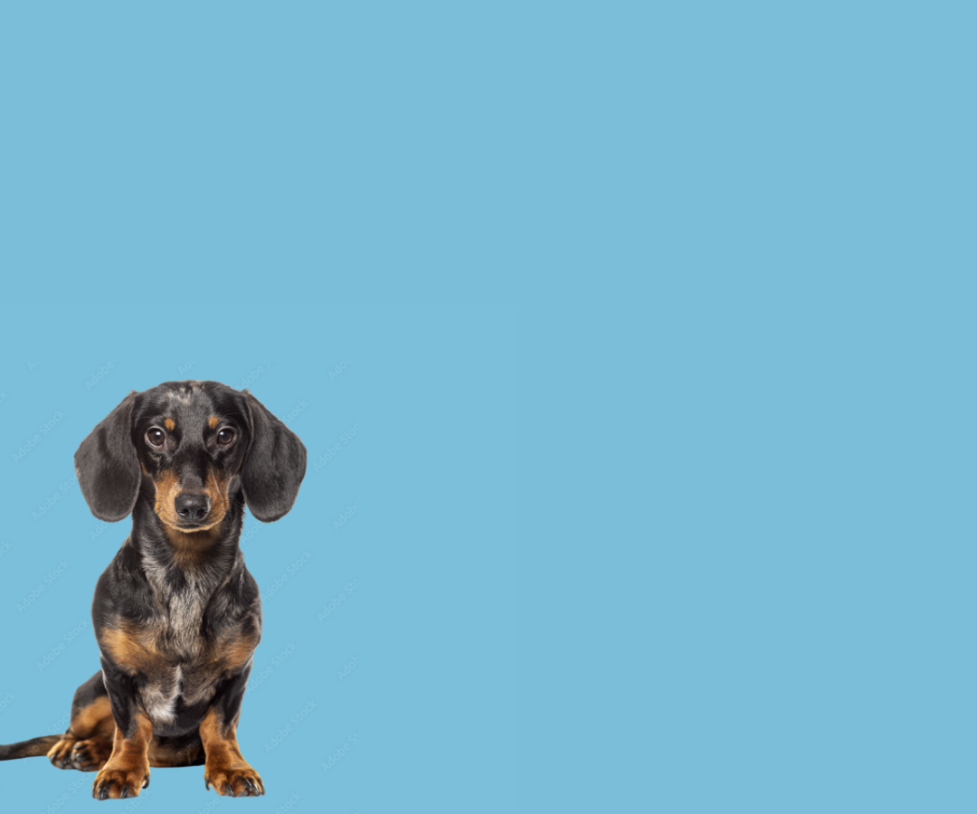 Untitled_design_46_b3d070f3-b27b-48dc-aba3-3b4c957101cf.png