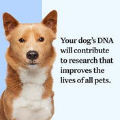 Wisdom Panel™ Breed Discovery - Pet Owner Kit