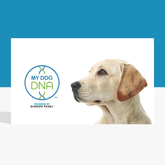 Get dog dna tested clearance